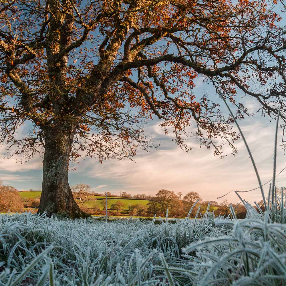 Photograph by Ian Harrold of The Ottery Valley, Penheale, Egloskerry, North Cornwall. Oak tree, frost, countryside 