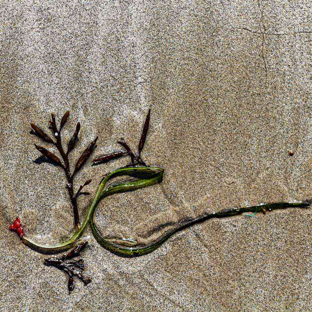 strands | red and green seaweed, sand and shadows on a Breton beach