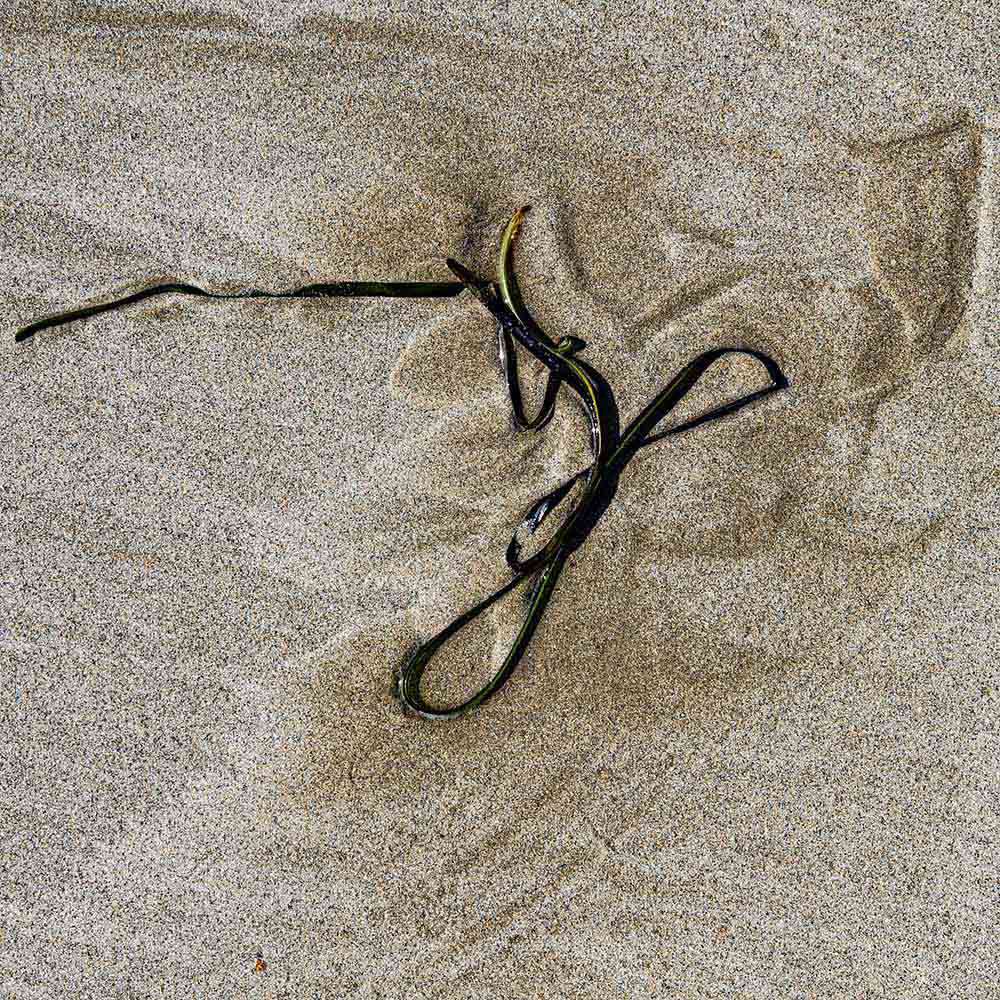strands | A long ribbon of swirling seaweed, sand and shadows on a Breton beach