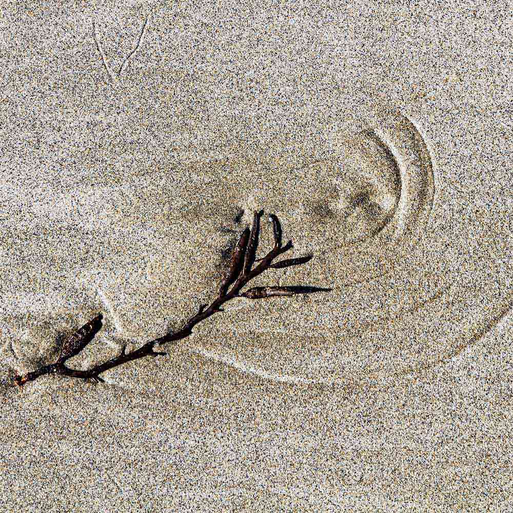 strands | A branch of seaweed leaves arcs in the sand, and shadows on a Breton beach