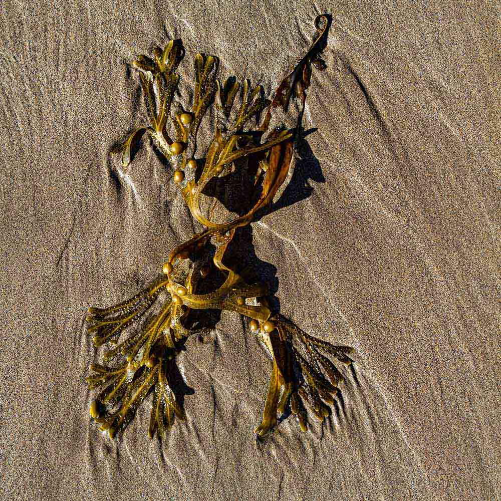 strands | seaweed with popweed pods, sand and shadows on a Breton beach