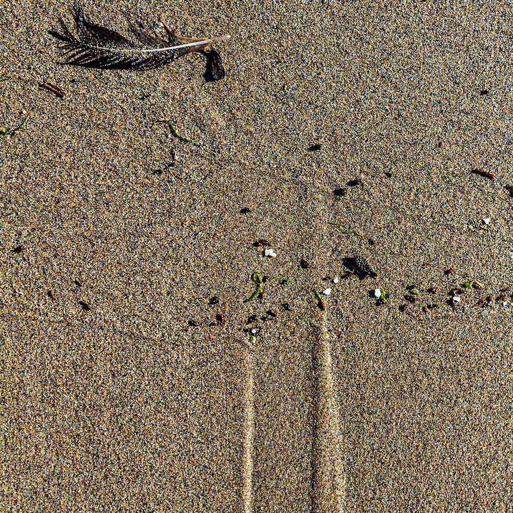 strands | A feather with fragments of seashell in the sand, left by the tide, and shadows on a Breton beach