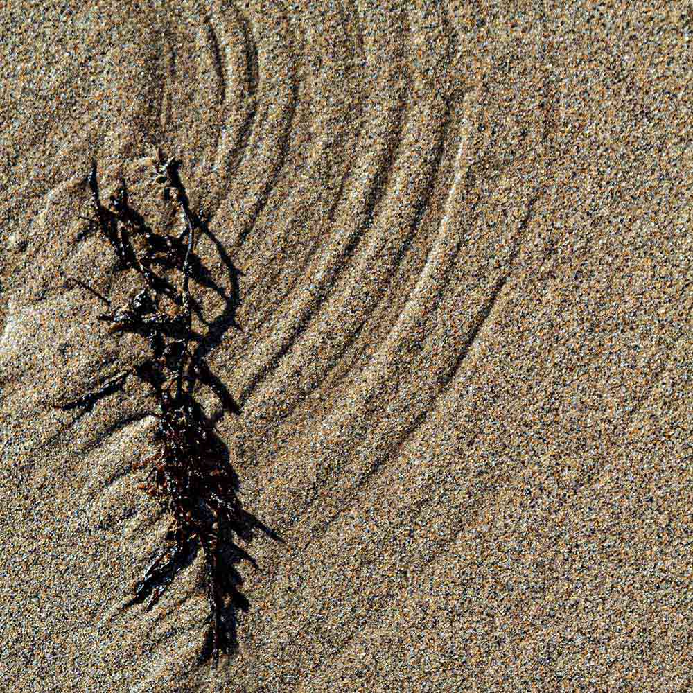 strands | A branch of seaweed leaves arcs in the sand and shadows on a Breton beach