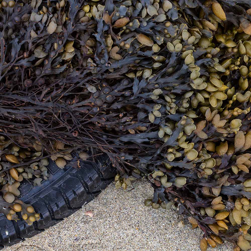 seaweed at Ile Grande, Brittany, France